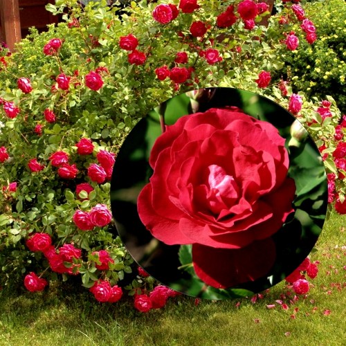 Rosa 'Adelaide Hoodless' - Roos 'Adelaide Hoodless' C4/4L 